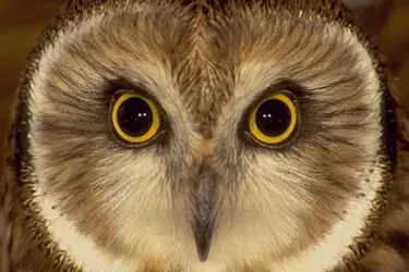 owl.webp