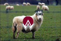 AWA_sheep.jpg