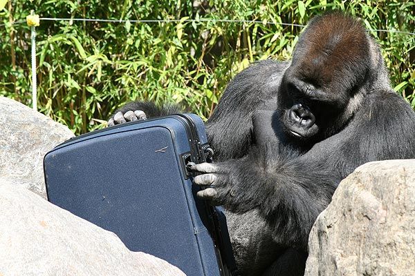 gorilla_samsonite_05.jpg