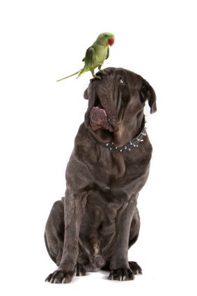 parrot-and-dog.jpg