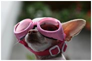 chihuahua-with-sunglasses-b.jpg