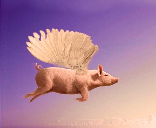 110621flyingpig.jpg