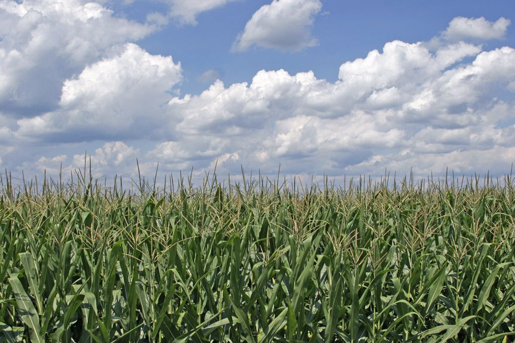 Corn_field_ohio.jpg