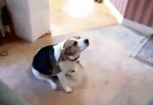 sKLiI.gif